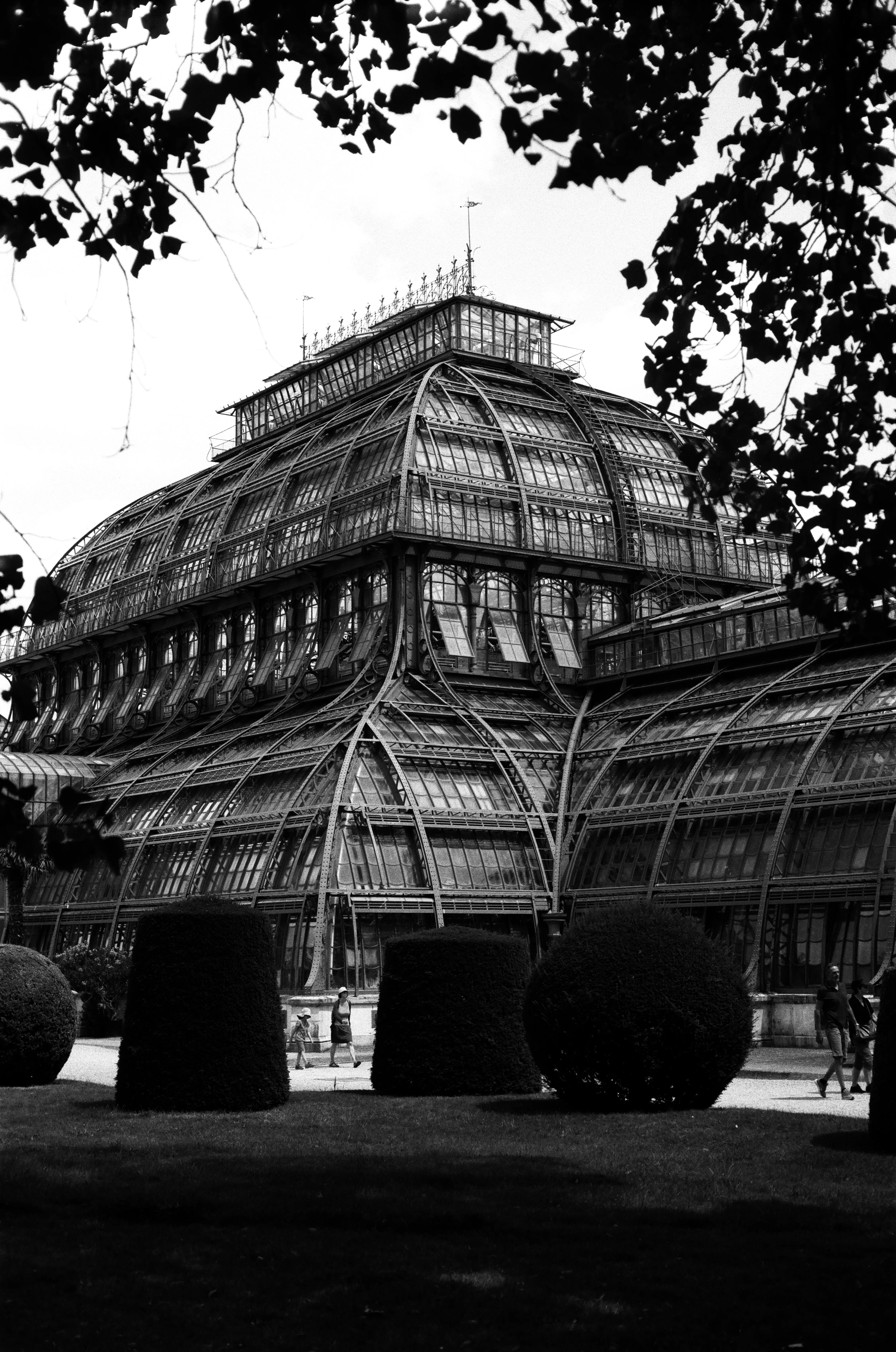 Iron-and-glass palm house framed by bare branches